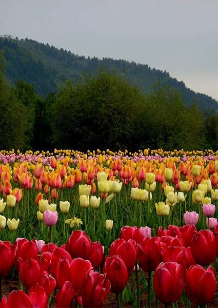 KASHMIR Tulip Trip